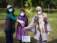 Penanaman pohon Dengen di Area TK YPS Lawewu